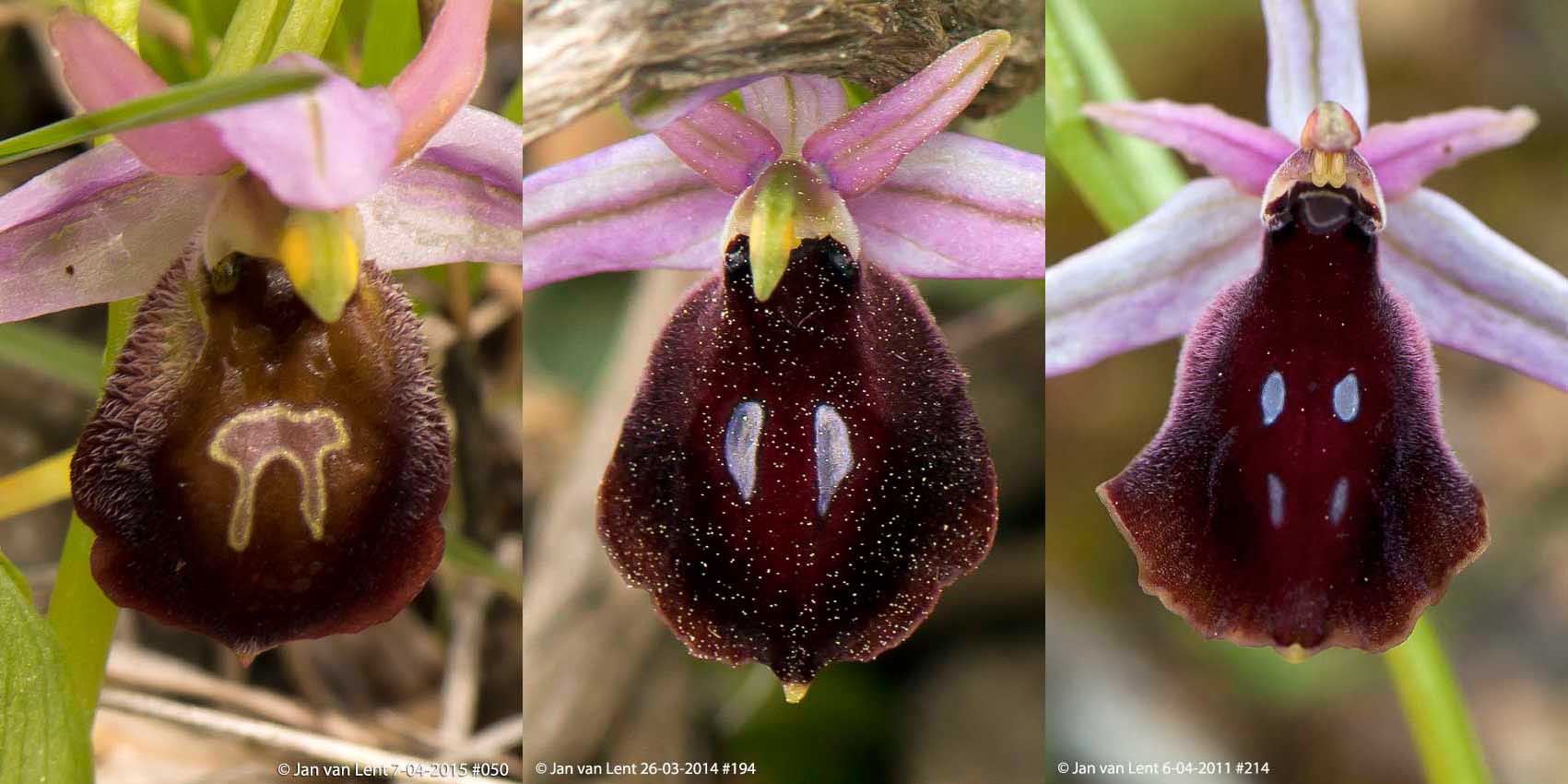 Orchid blog | The nature of Lesvos